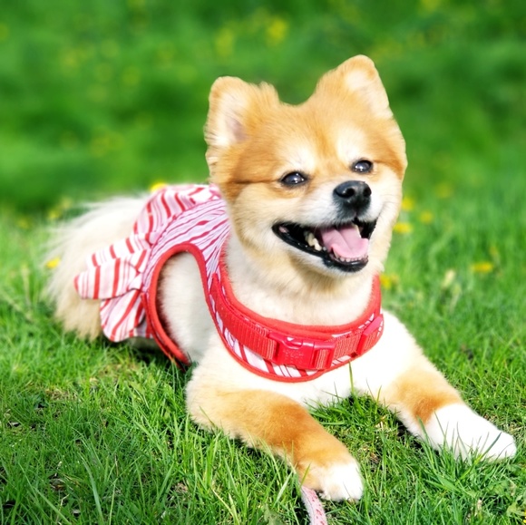 Meet your Posher, Sandra - Picture 1 of 4